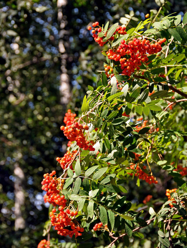 Image of Sorbus aucuparia specimen.