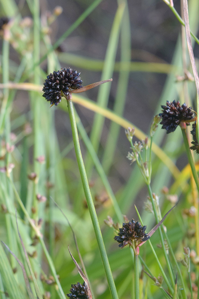 Изображение особи Juncus ensifolius.