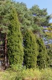 Juniperus rigida. Взрослые растения. Приморский край, окр. пос. Горнотаёжное, дендрарий Горно-таёжной станции, в культуре. 13.10.2019.