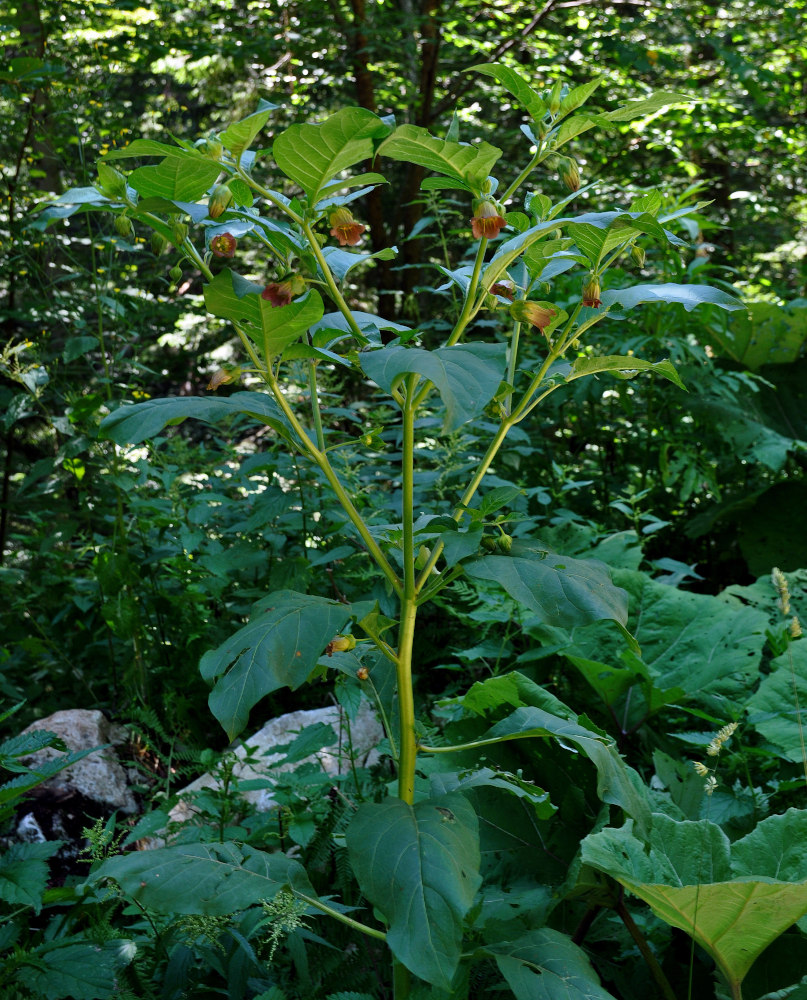 Image of Atropa bella-donna specimen.