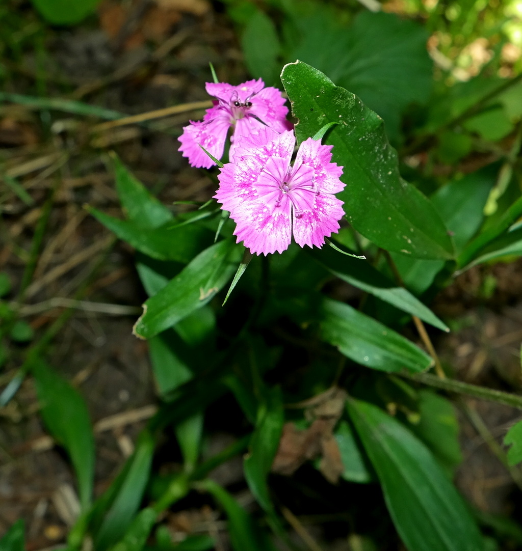 Изображение особи Dianthus barbatus.