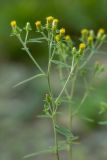 Inula conyza