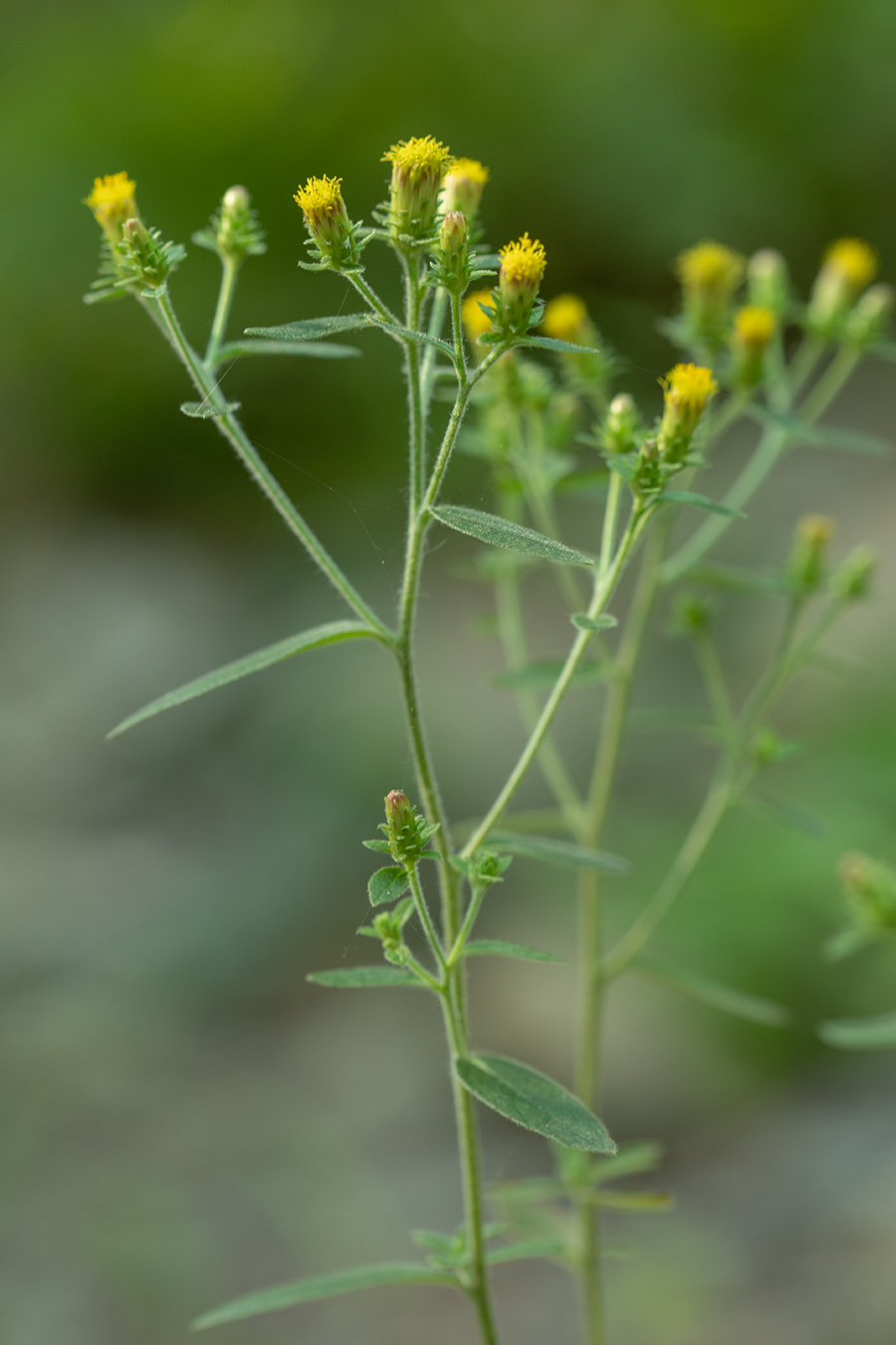 Image of Inula conyza specimen.