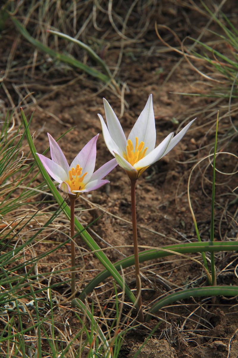 Image of Tulipa patens specimen.