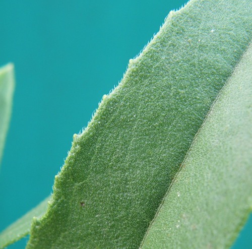 Изображение особи Helianthus rigidus.