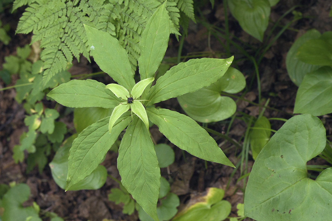 Image of Paris verticillata specimen.