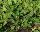 Geum macrophyllum