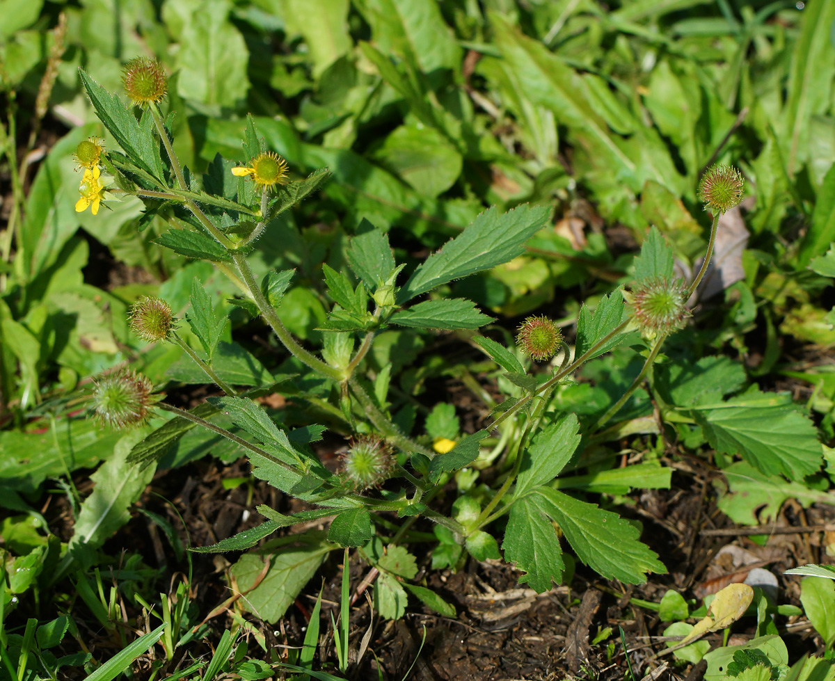 Image of Geum macrophyllum specimen.