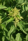 Urtica dioica