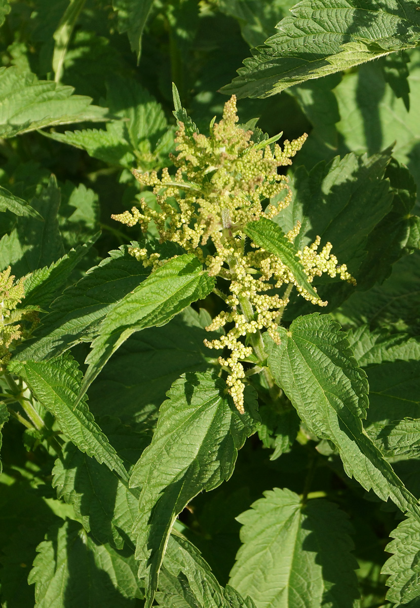 Image of Urtica dioica specimen.