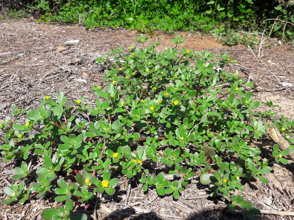 Изображение особи Portulaca oleracea.