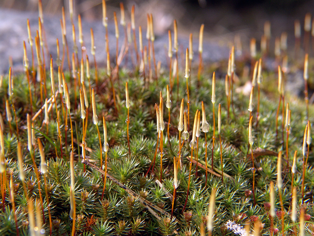 Image of Polytrichum juniperinum specimen.