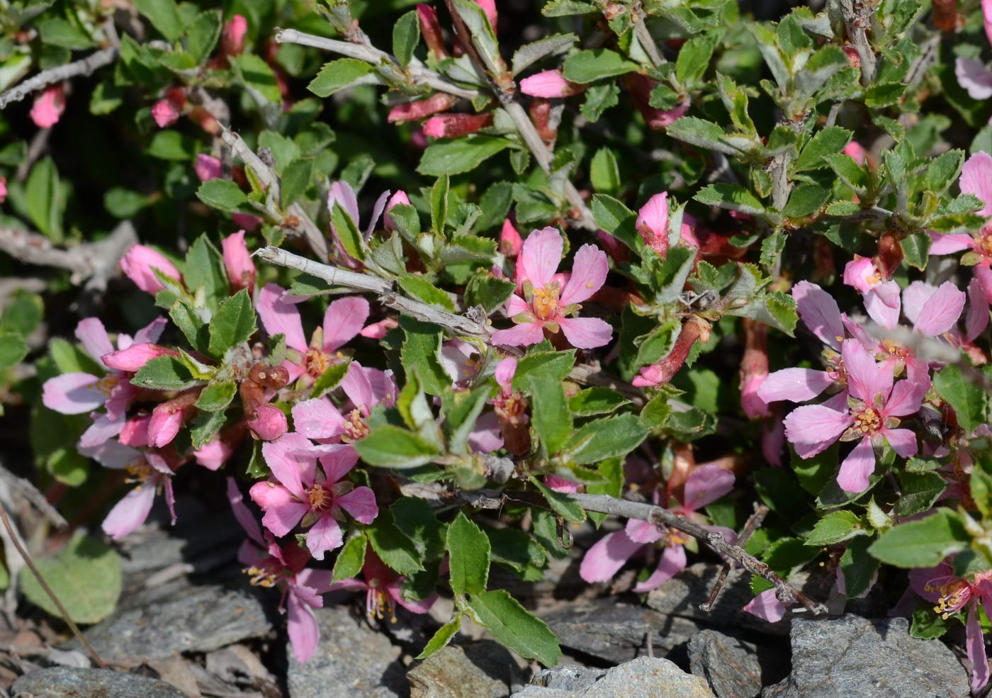 Изображение особи Cerasus erythrocarpa.