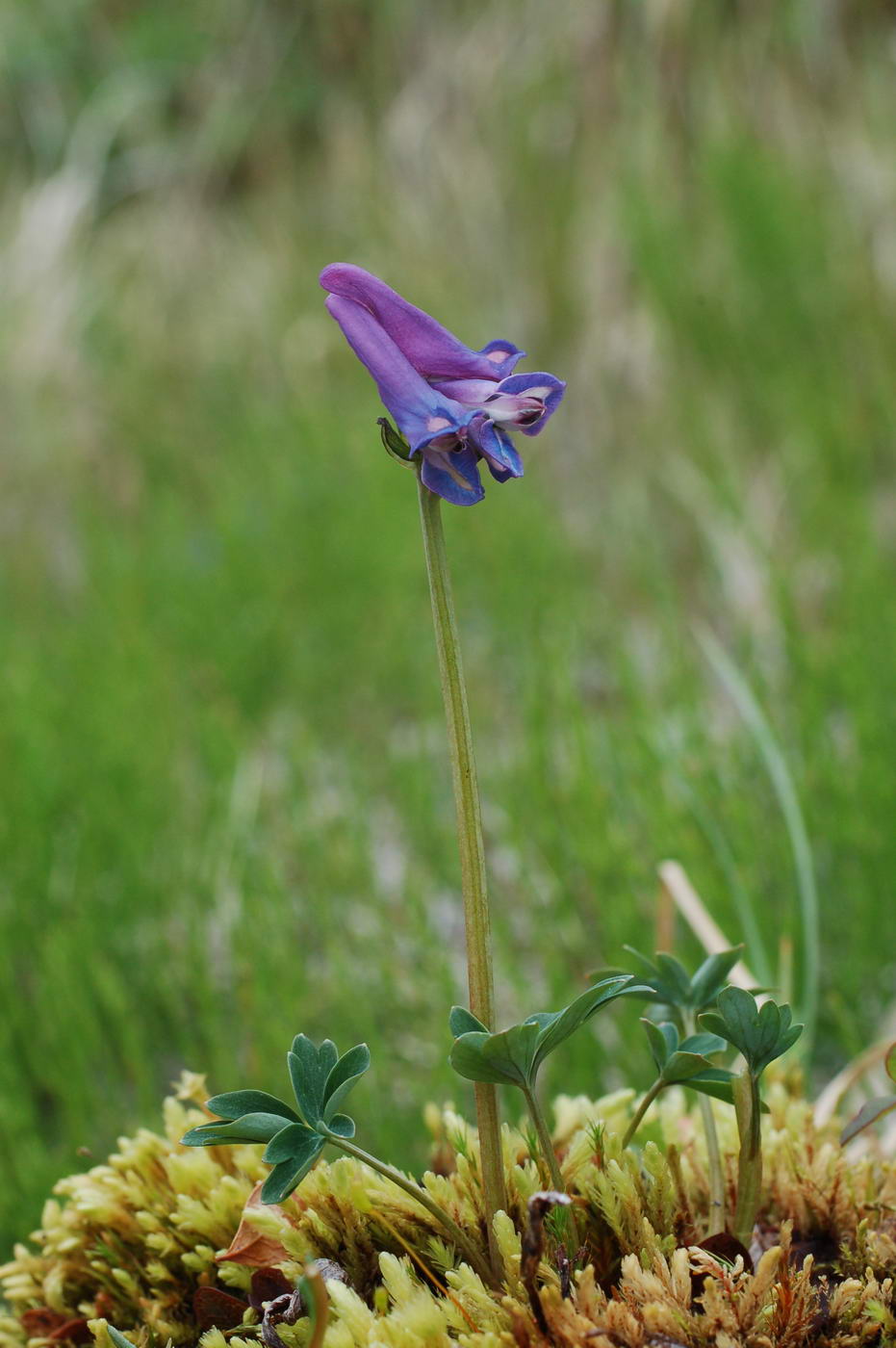 Image of Corydalis arctica specimen.