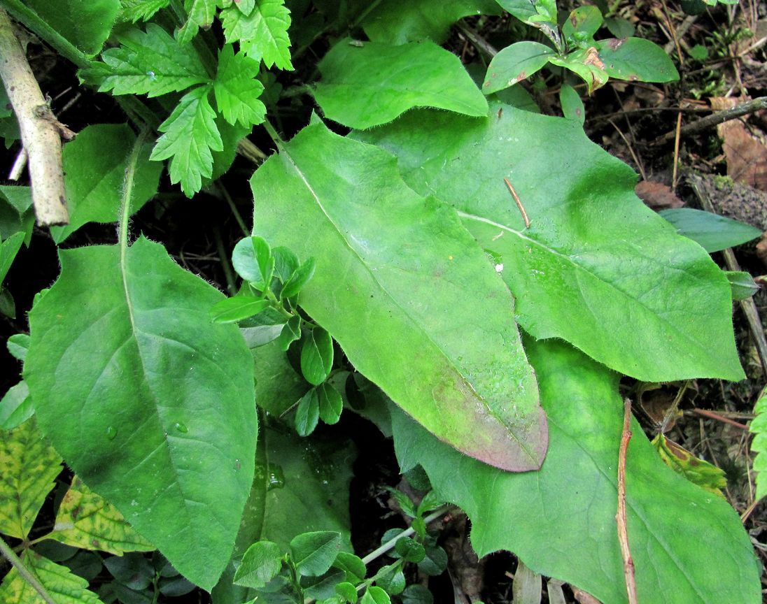 Image of Hieracium murorum specimen.