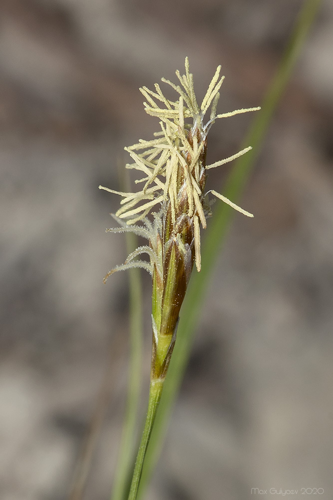 Изображение особи род Carex.