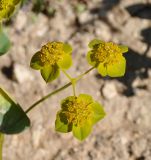 Bupleurum subovatum