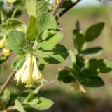 Lonicera baltica