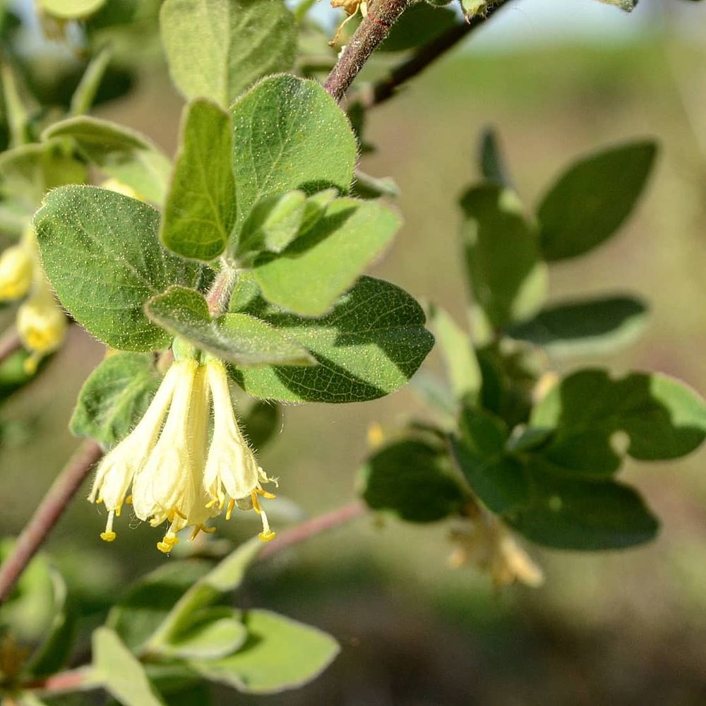 Image of Lonicera baltica specimen.