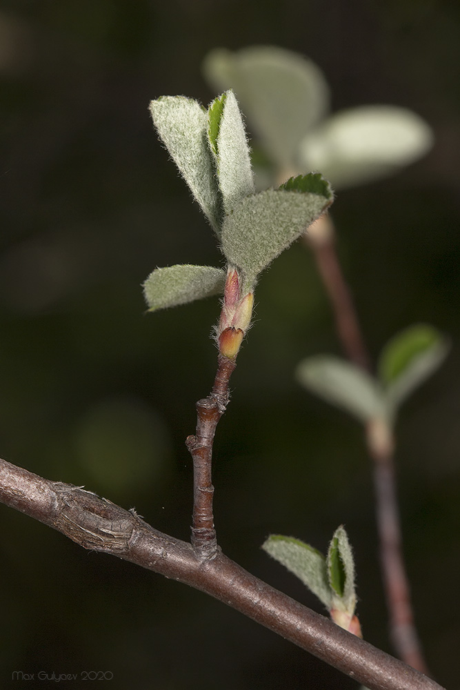 Изображение особи Amelanchier ovalis.