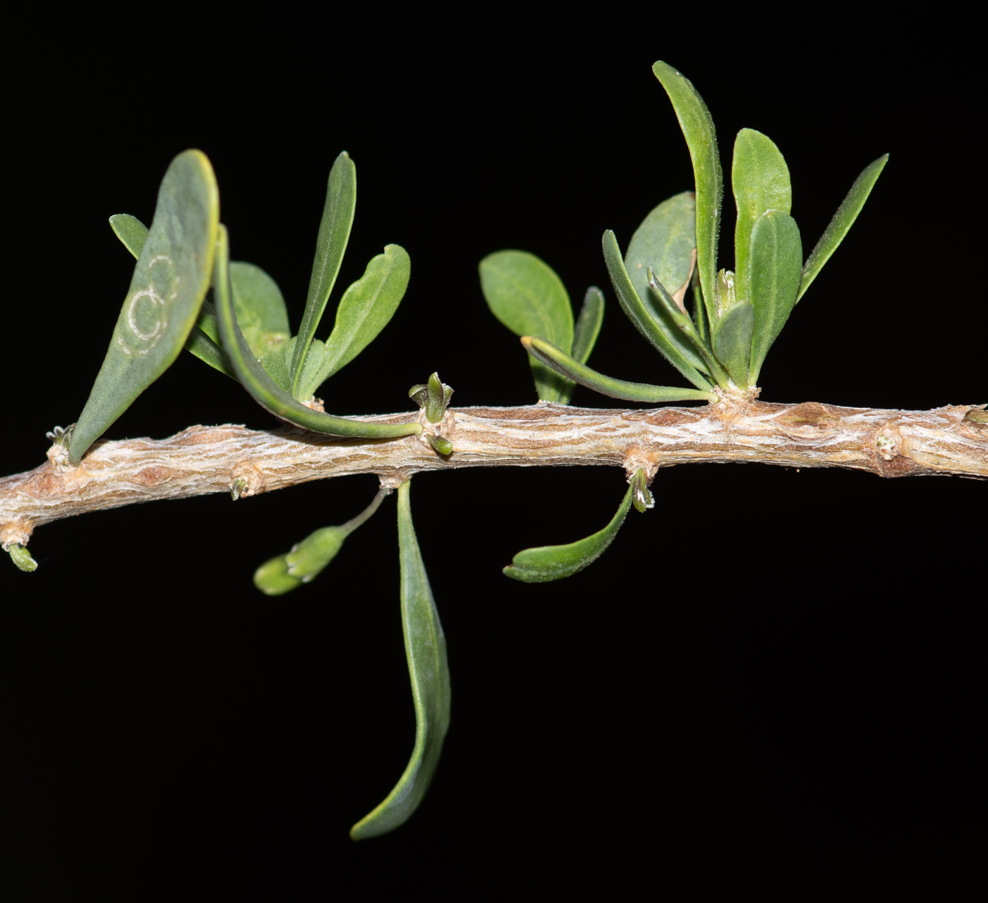 Изображение особи Lycium bosciifolium.