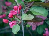 Malus &times; purpurea