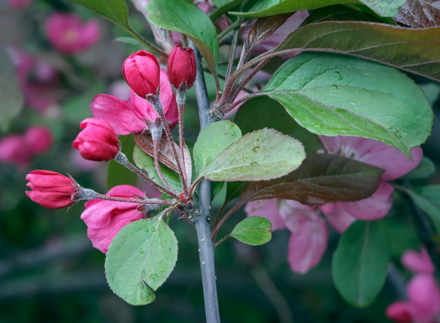 Image of Malus &times; purpurea specimen.