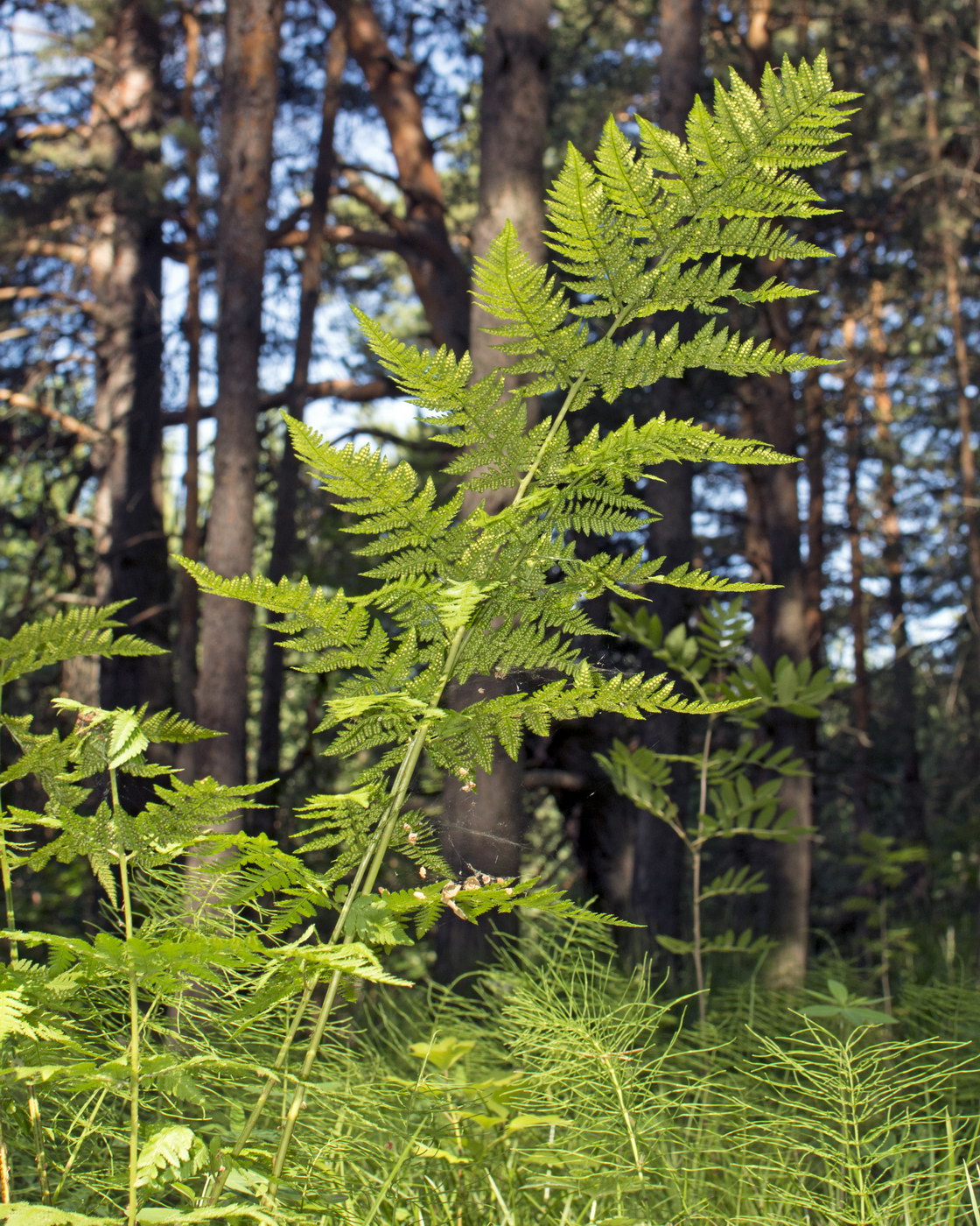 Изображение особи Dryopteris carthusiana.