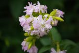 Saponaria officinalis f. pleniflora