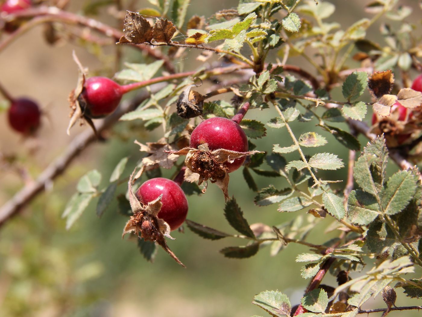 Image of Rosa kokanica specimen.