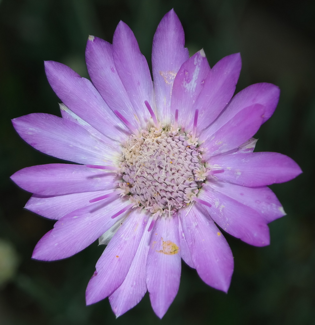 Image of Xeranthemum annuum specimen.