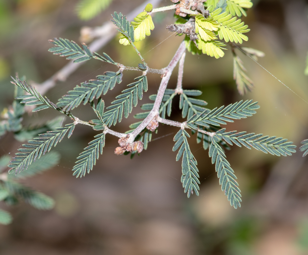 Image of Calliandra eriophylla specimen.