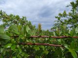 Salix dshugdshurica. Часть побегов с соплодиями. Магаданская обл., окр. г. Магадан, нижнее течение р. Магаданка, в разреженном ивняке. 18.06.2020.