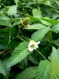 Rubus illecebrosus