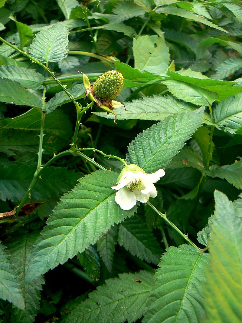 Image of Rubus illecebrosus specimen.