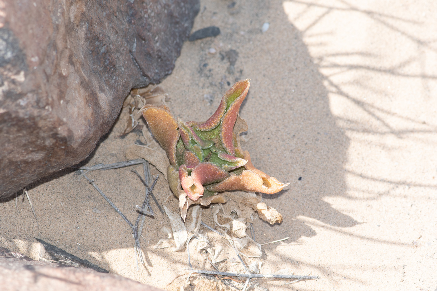 Image of Mesembryanthemum guerichianum specimen.