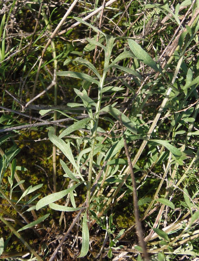 Image of Centaurea borysthenica specimen.