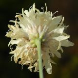 Cephalaria uralensis