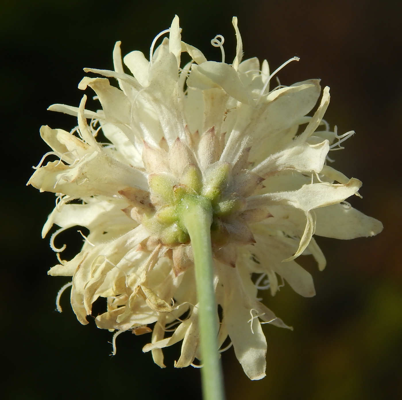 Изображение особи Cephalaria uralensis.