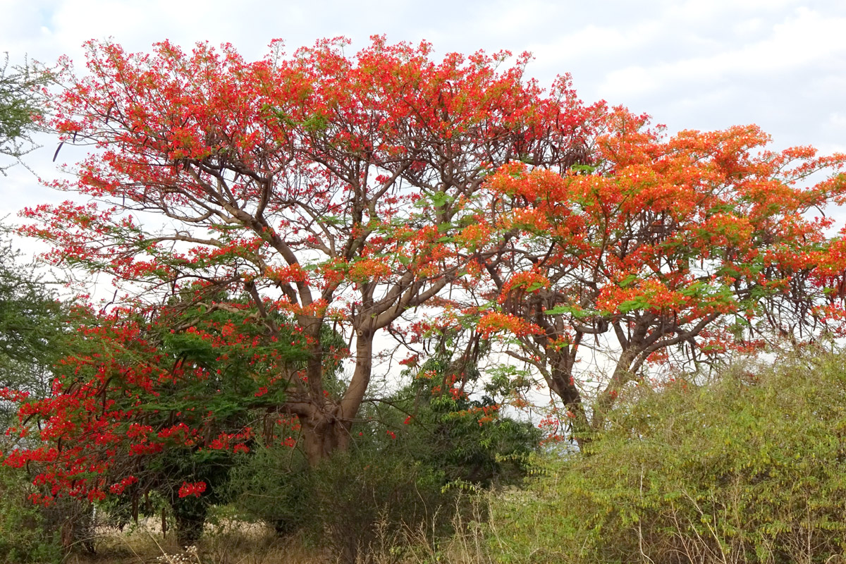 Изображение особи Delonix regia.