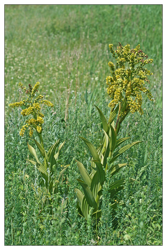 Изображение особи Veratrum lobelianum.