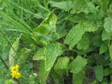 Nepeta grandiflora. Верхушка побега, поражённого вирусом. Кабардино-Балкария, Эльбрусский р-н, окр. с. Нейтрино, ок. 1800 м н.у.м., каменистый склон. 05.07.2020.