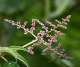 Pilea multiflora. Соцветие. Перу, регион Куско, провинция Урубамба, Machupicchu pueblo, склон горы у тропы к горячим источникам. 21.10.2019.