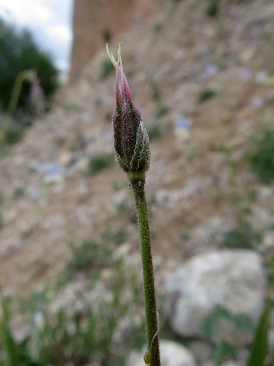 Изображение особи Aquilegia vicaria.