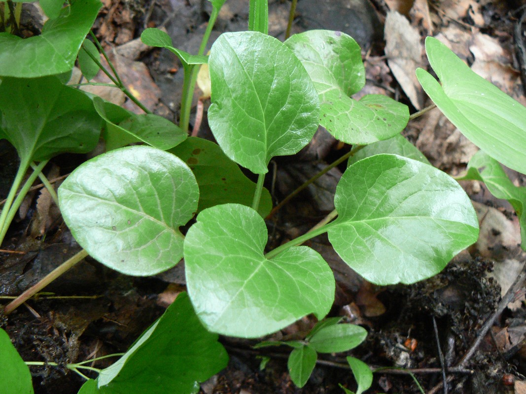 Image of Pyrola rotundifolia specimen.