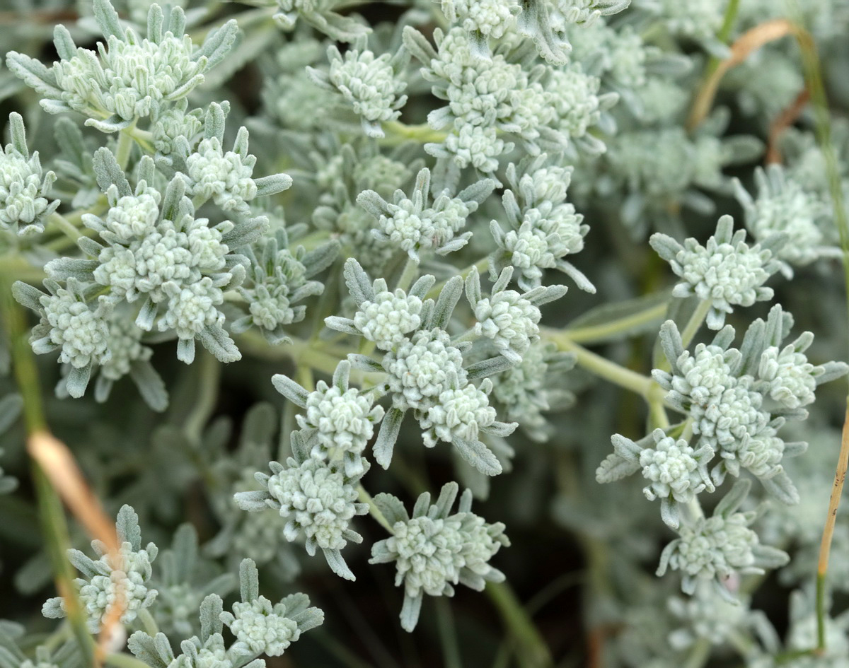 Изображение особи Teucrium capitatum.