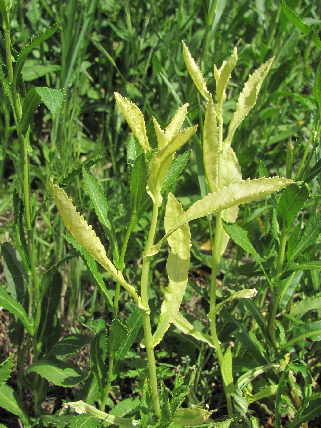 Image of Rorippa austriaca specimen.