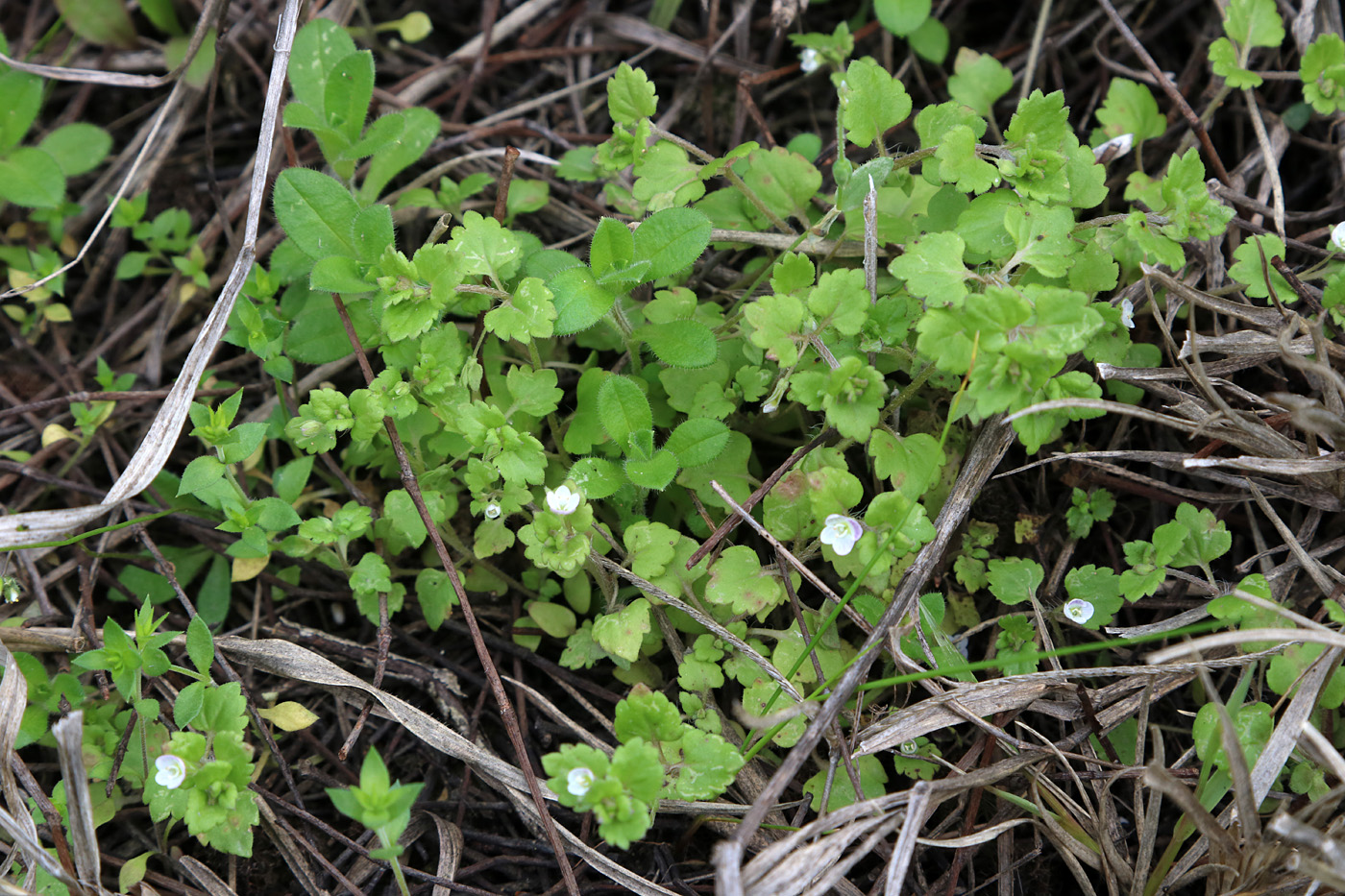 Image of Veronica polita specimen.