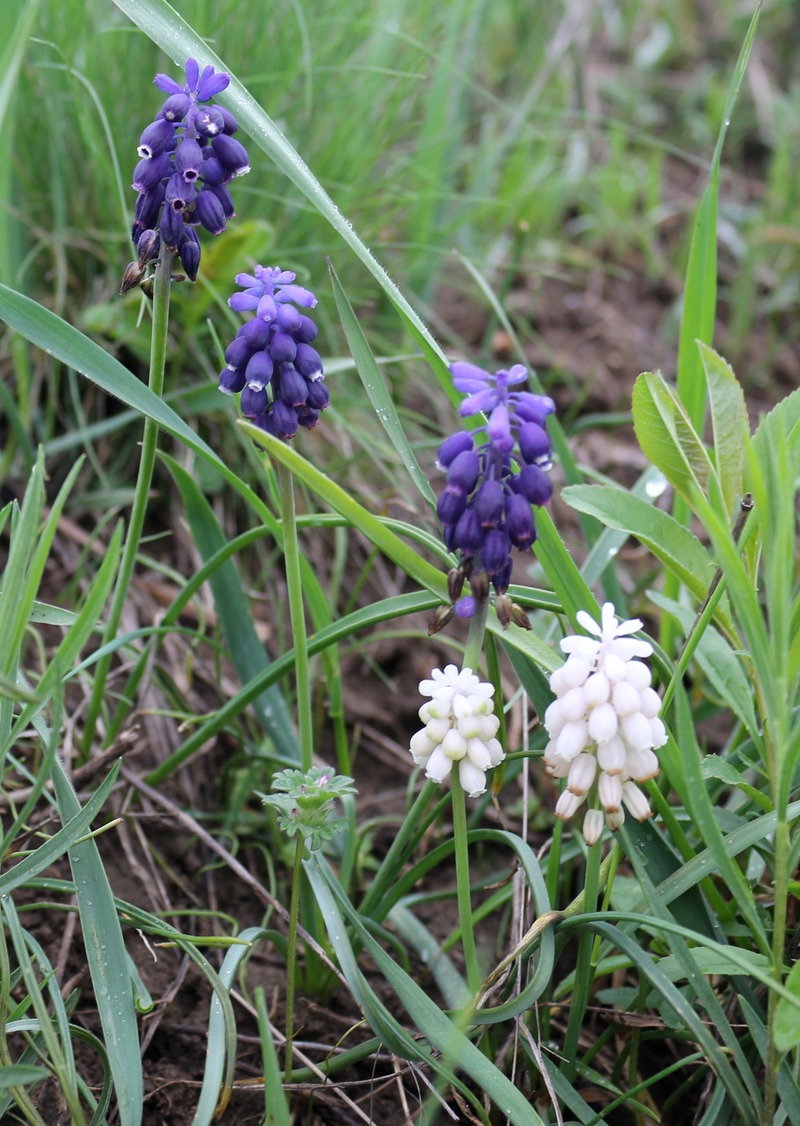 Изображение особи Muscari neglectum.