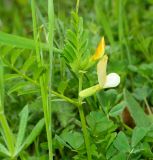 Vicia grandiflora